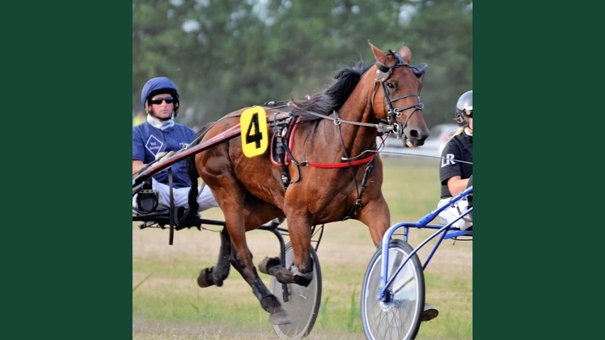 Foto av en häst som travar på bana framför sulky och kusk.