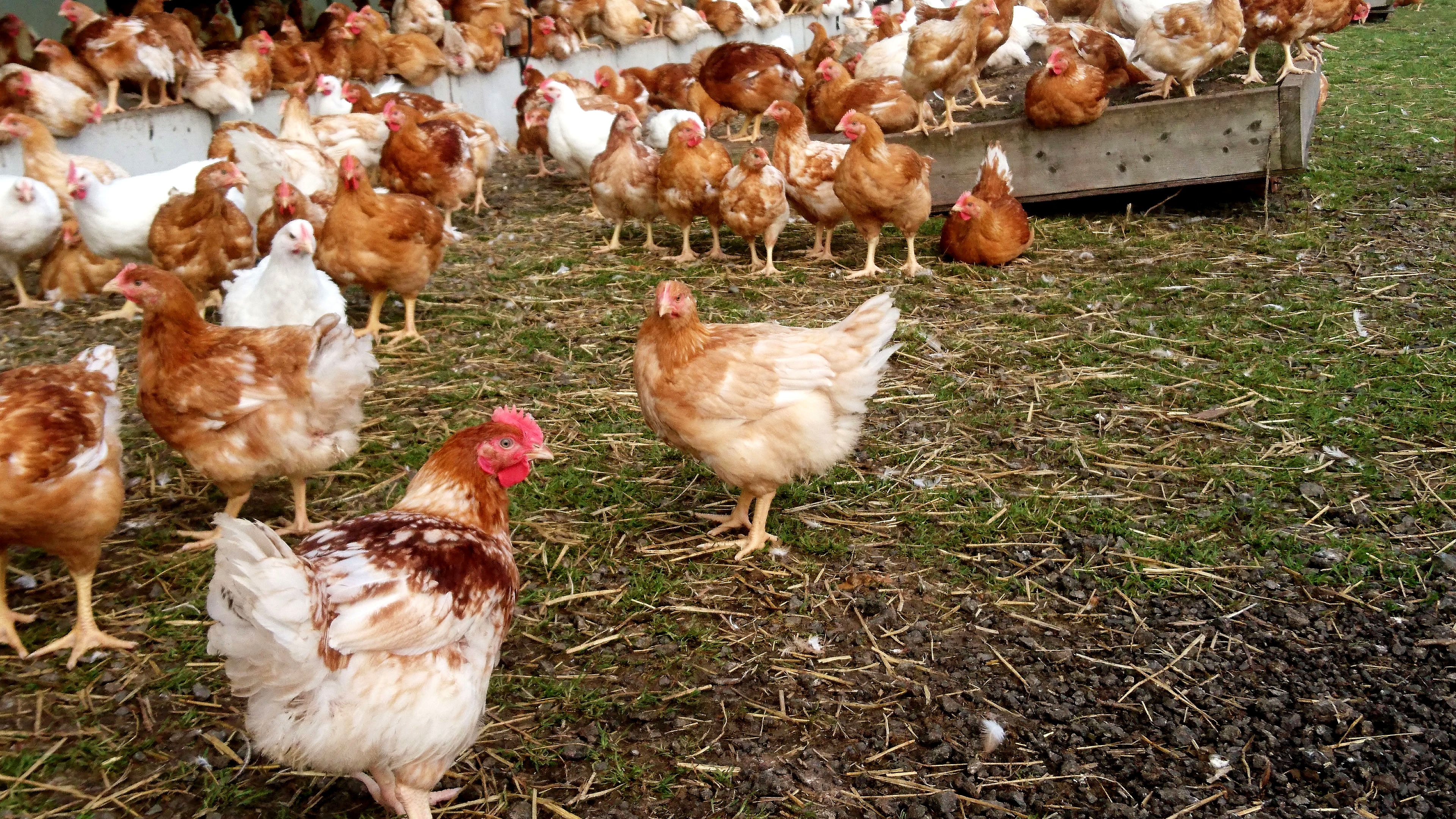 A flock of brown free-range chickens. Photo.