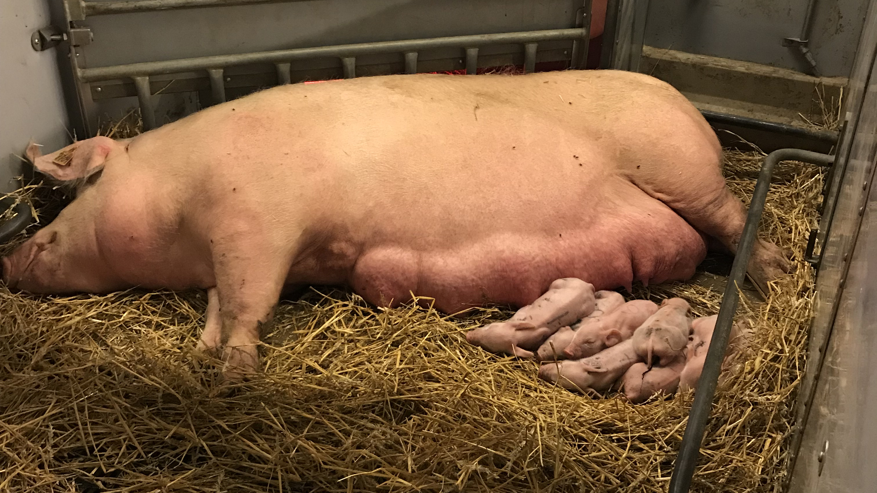 En sugga vilar på halmströbädd med smågrisar intill sig. Foto. 