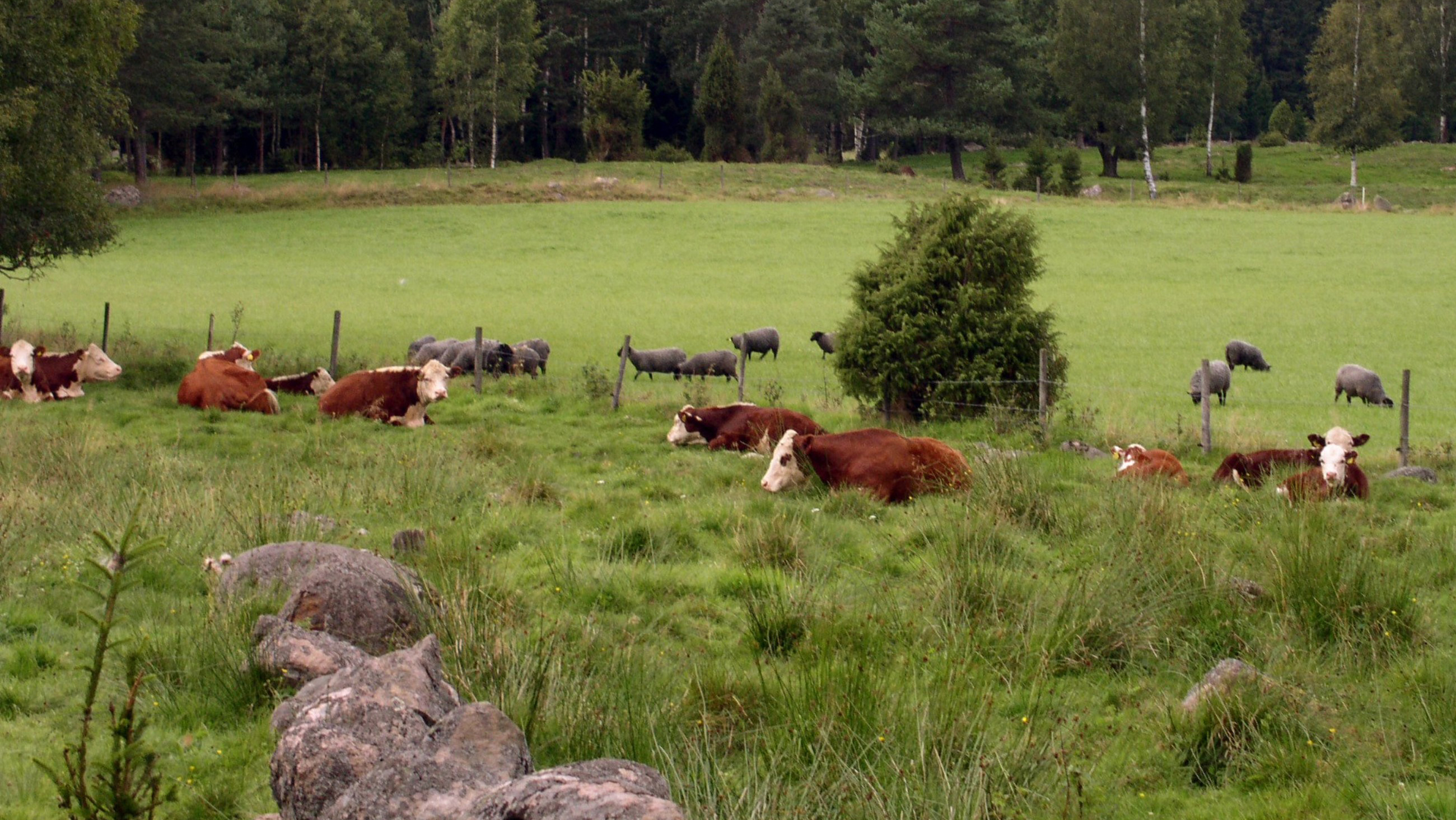 En grupp kor vilar i gröngräset. I bakgrunden syns betande får. Foto.