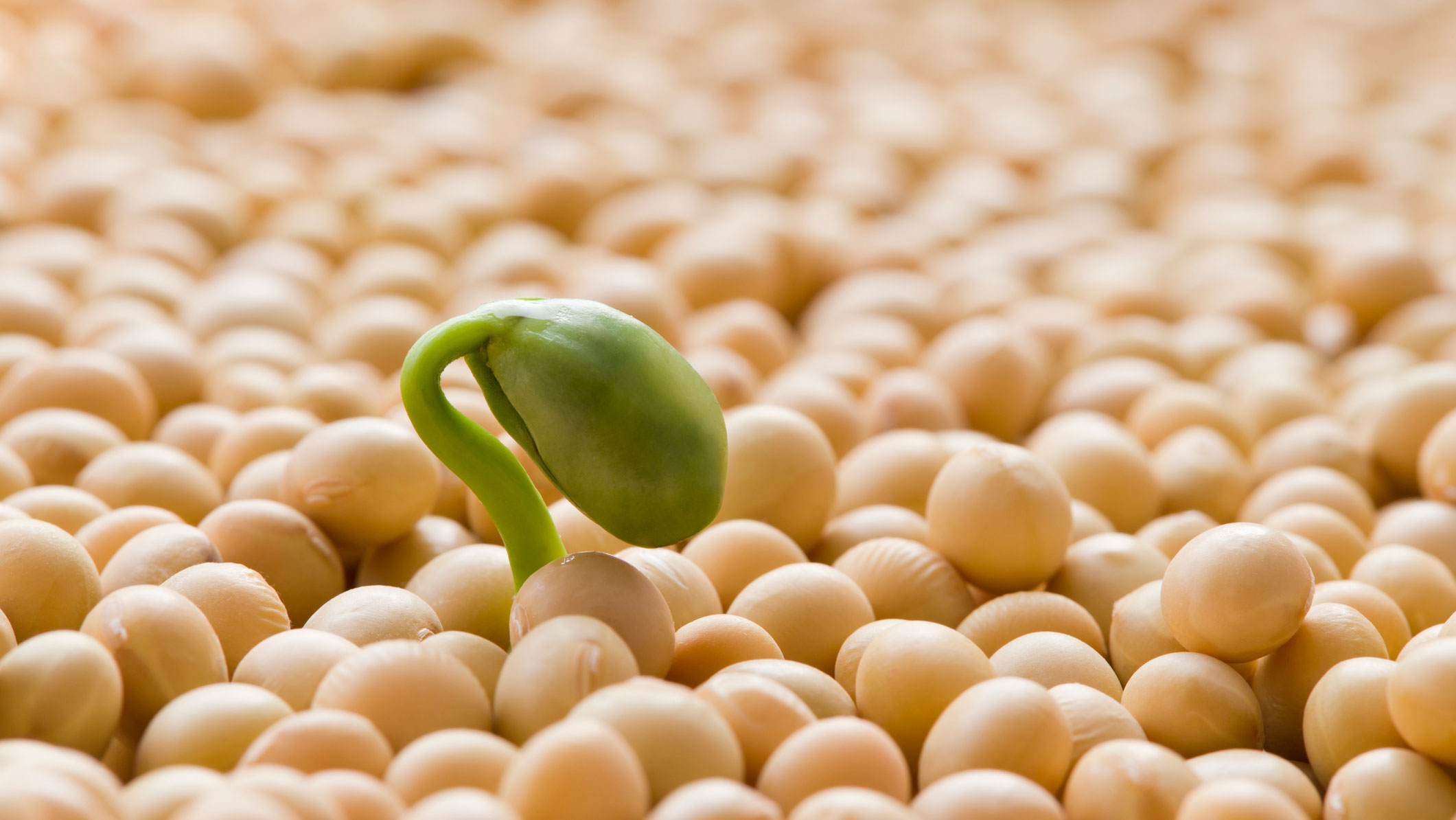 En grodd växer upp från en gul ärta. Foto.