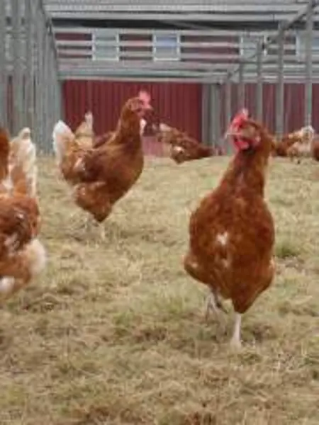 Bruna hönor i utegård. Foto.