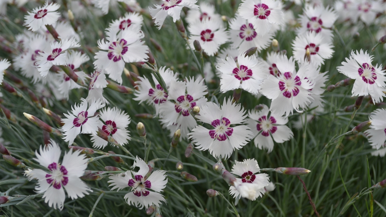 Foto av Grönt kulturarv®s fjädernejlika 'Marieberg'. I bild syns flera vita blommor med vinröd mitt. Blombladen är fransiga i ytterkant och de långa foderbladen bildar en cylinder undertill. runt om syns långa blomknoppar på långa stjälkar och smalt grågrönt bladverk.