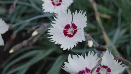 Foto av Grönt kulturarv®s fjädernejlika 'Marieberg'. I bild syns vita blommor med vinröd mitt. Blombladen är fransiga i ytterkant och de långa foderbladen bildar en cylinder undertill. En blomma är i närbild runt om syns långa blomknoppar på långa stjälkar och smalt grågrönt bladverk i oskärpa.
