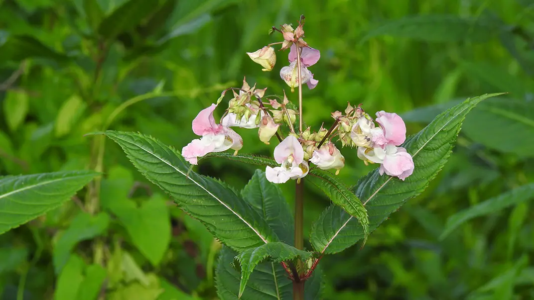 Rosa blomma mot grönt bladverk. Foto