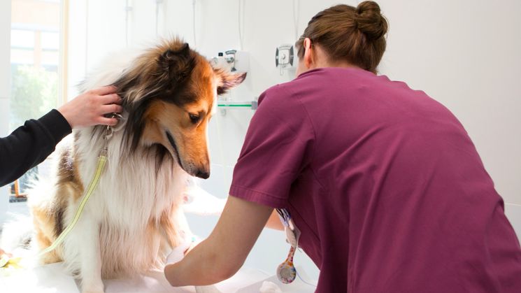 Kvinna iklädd vinröda sjukvårdskläder som böjer sig ner mot en hund. Hunden har vit och brun päls, och sitter på ett bord där kvinnan undersöker hunden. 