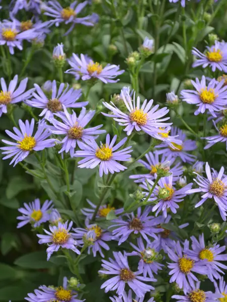 Foto av Grönt kulturarv®s brittsommaraster 'Axel Tallner'. Fotot visar flera lila blommor och blomknoppar i olika stadier. Blommorna har smala, spetsiga blomblad och en gul till kopparfärgad mitt. I mellan blommorna syns gröna, kantiga stjälkar och gröna blad.