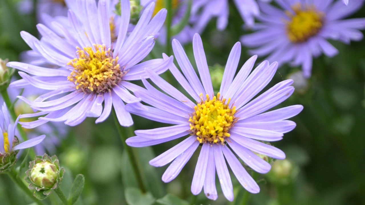 Foto av Grönt kulturarv®s brittsommaraster 'Axel Tallner'. Fotot visar en närbild på två lila blommor och en blomknopp. Blommorna har smala, spetsiga blomblad och en gul till kopparfärgad mitt. I bakgrunden anas det gröna bladverket och fler blommor i oskärpa.