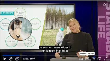 Skärmdump från hästföreläsning med forskare och veterinär Miia Riihimäki vid SLU.