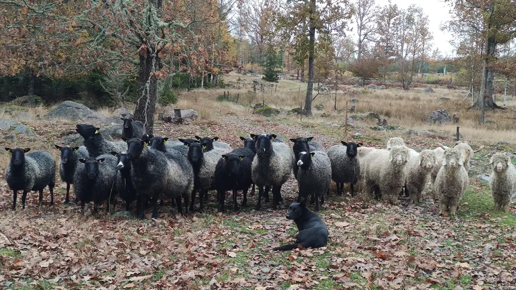 En svart bordercollie ligger på marken framför en flock gotlandsfår som står mycket prydligt uppradade. Några vita mohairgetter står längst till höger i bilden.