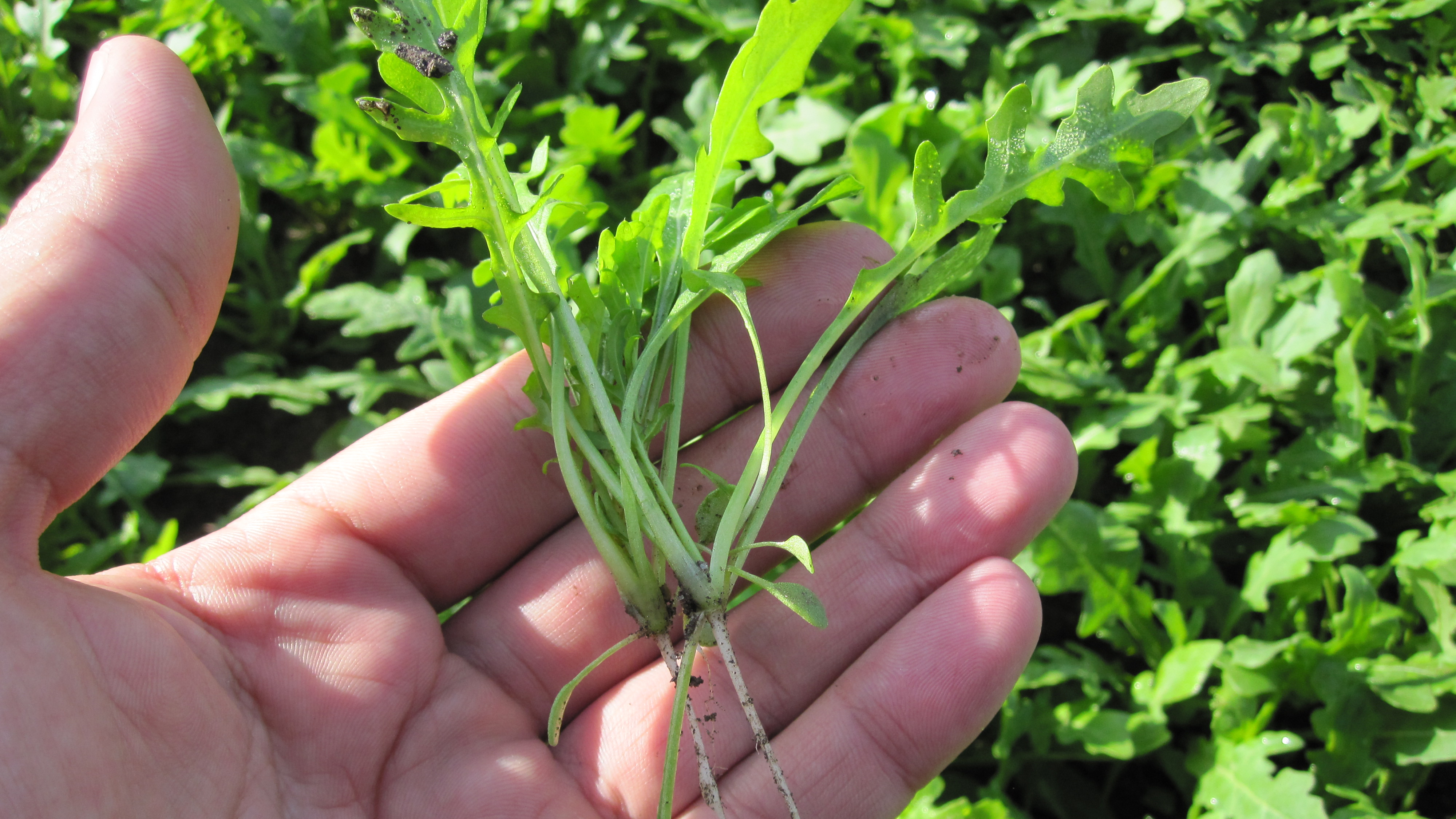 Ruccola