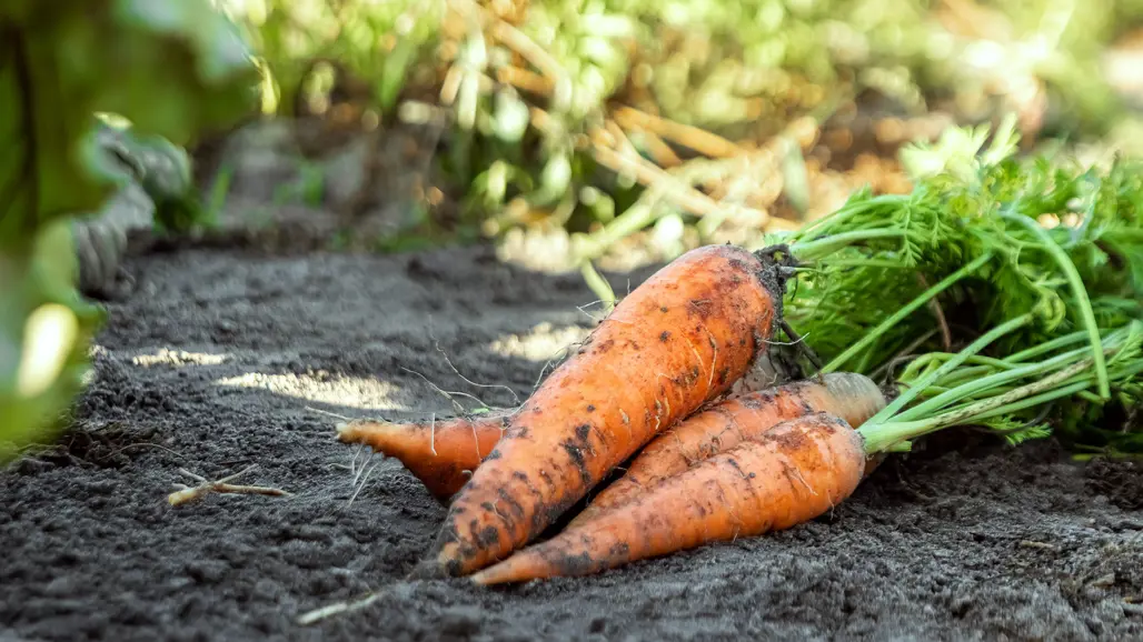 Skördade morötter på jord. Foto.