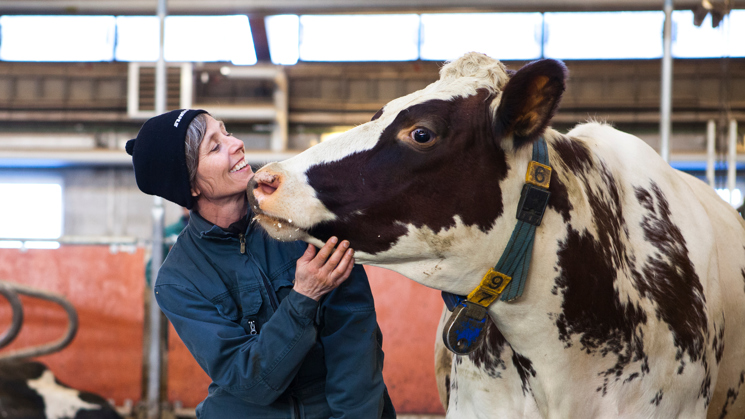 A photograph of a woman with a cow, set in a barn environment.