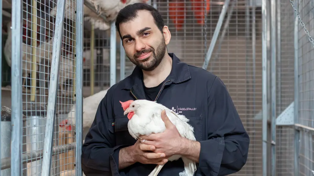 Photo of a man (Homayoon Davam, SLU) holding a white hen indoors in a poultry facility.