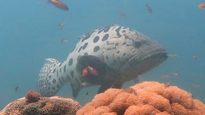 Underwater image from a coral reef featuring a large spotted fish, a potato grouper, in the center. Smaller colorful fish swim around, and corals in the foreground display various textures and colors.