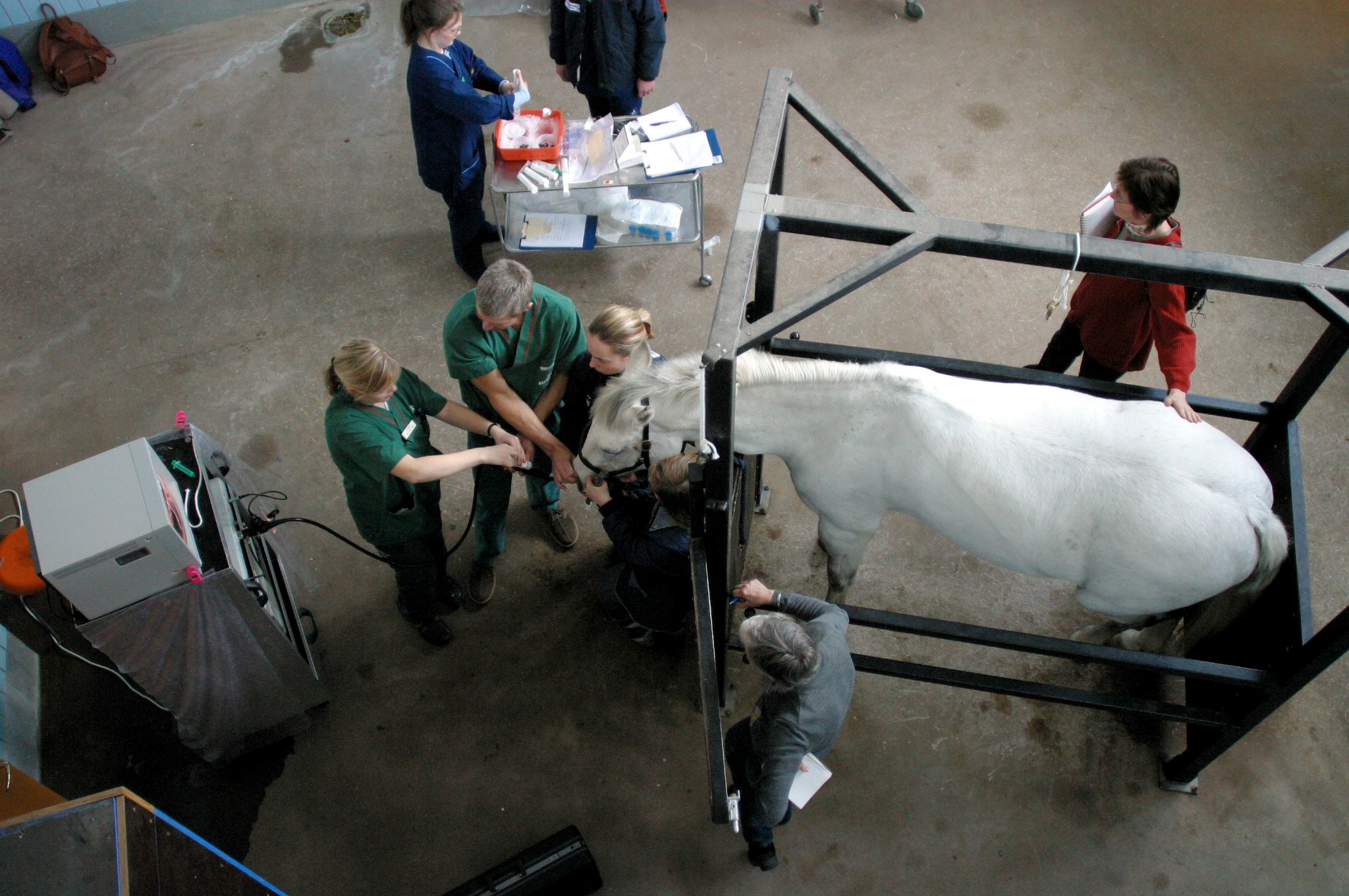 A photo taken from above of a horse surrounded by several veterinarians at a veterinary clinic.