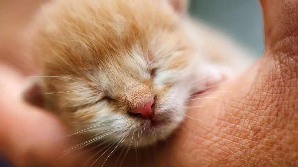 En kattunge som blundar i en hand. Foto.