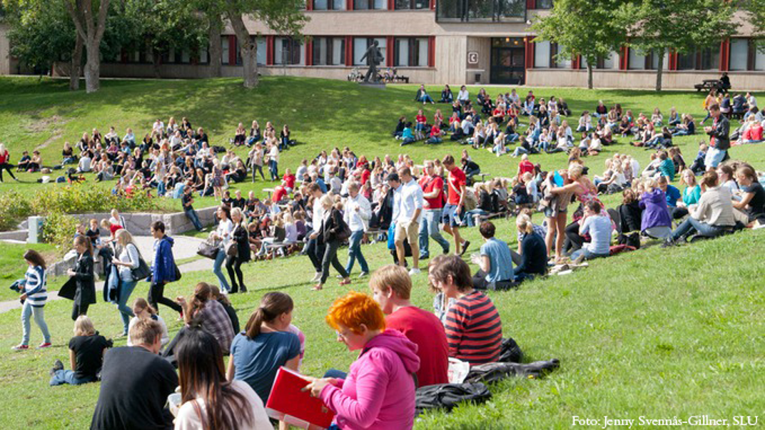 Studenter sitter på gräsmattan på campus.