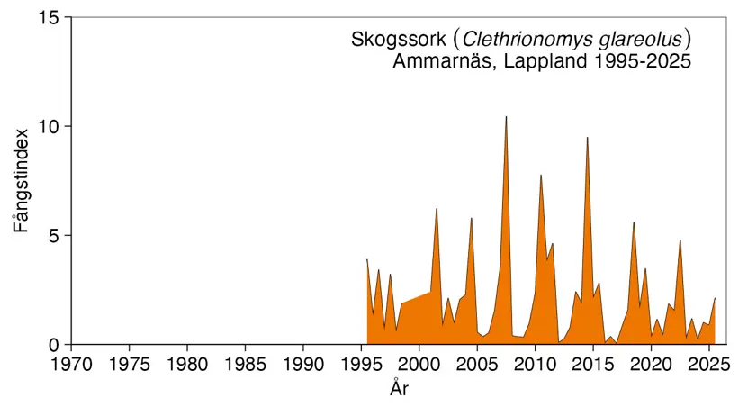 Diagram visar hur många skogssorkar som fångats.