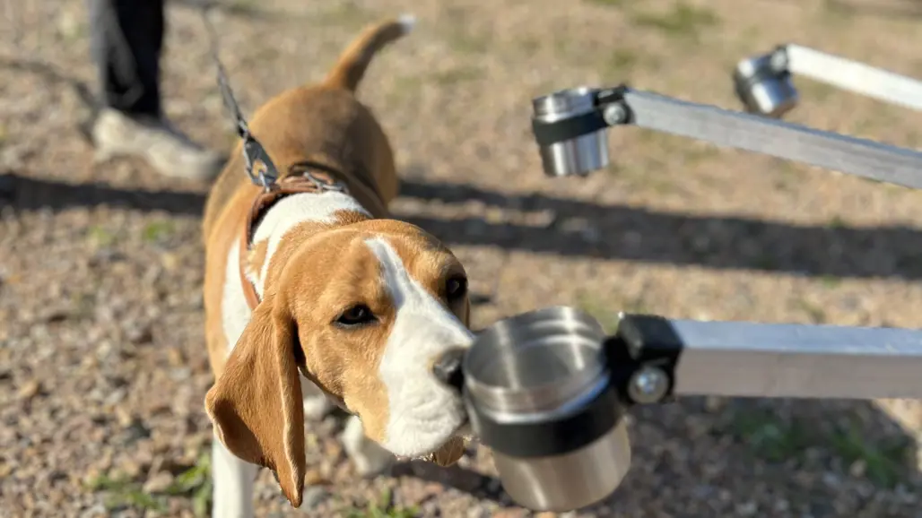 A dog is sniffing on a cup