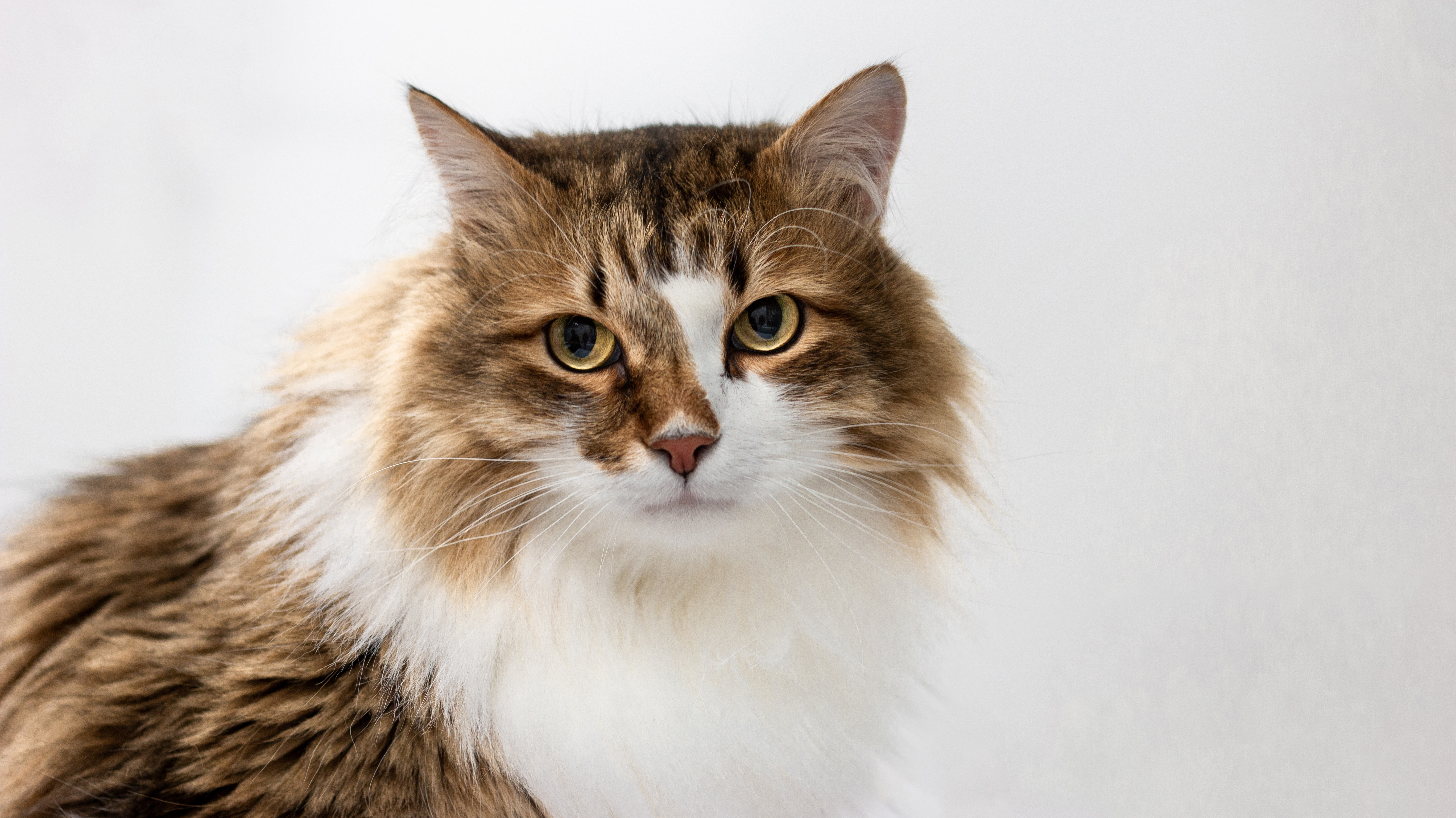 Foto av en katt med vitspräcklig päls mot ljus bakgrund.