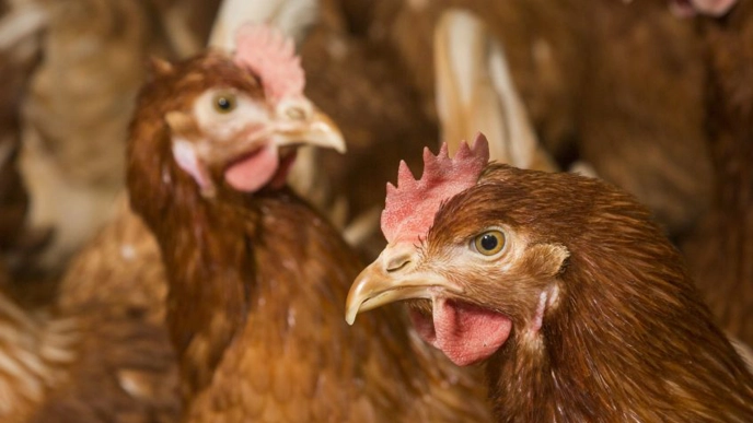 Feather pecking probiotics