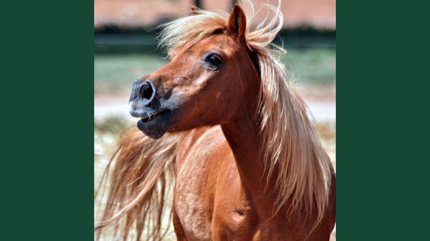 Foto av en fuxfärgad shetlandsponnyhingst som gnäggar utomhus.