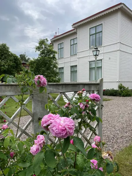 Ljusrosa rosor växer vid infarten till ett äldre vitt trähus. Framför huset slingrar sig grusgångar.