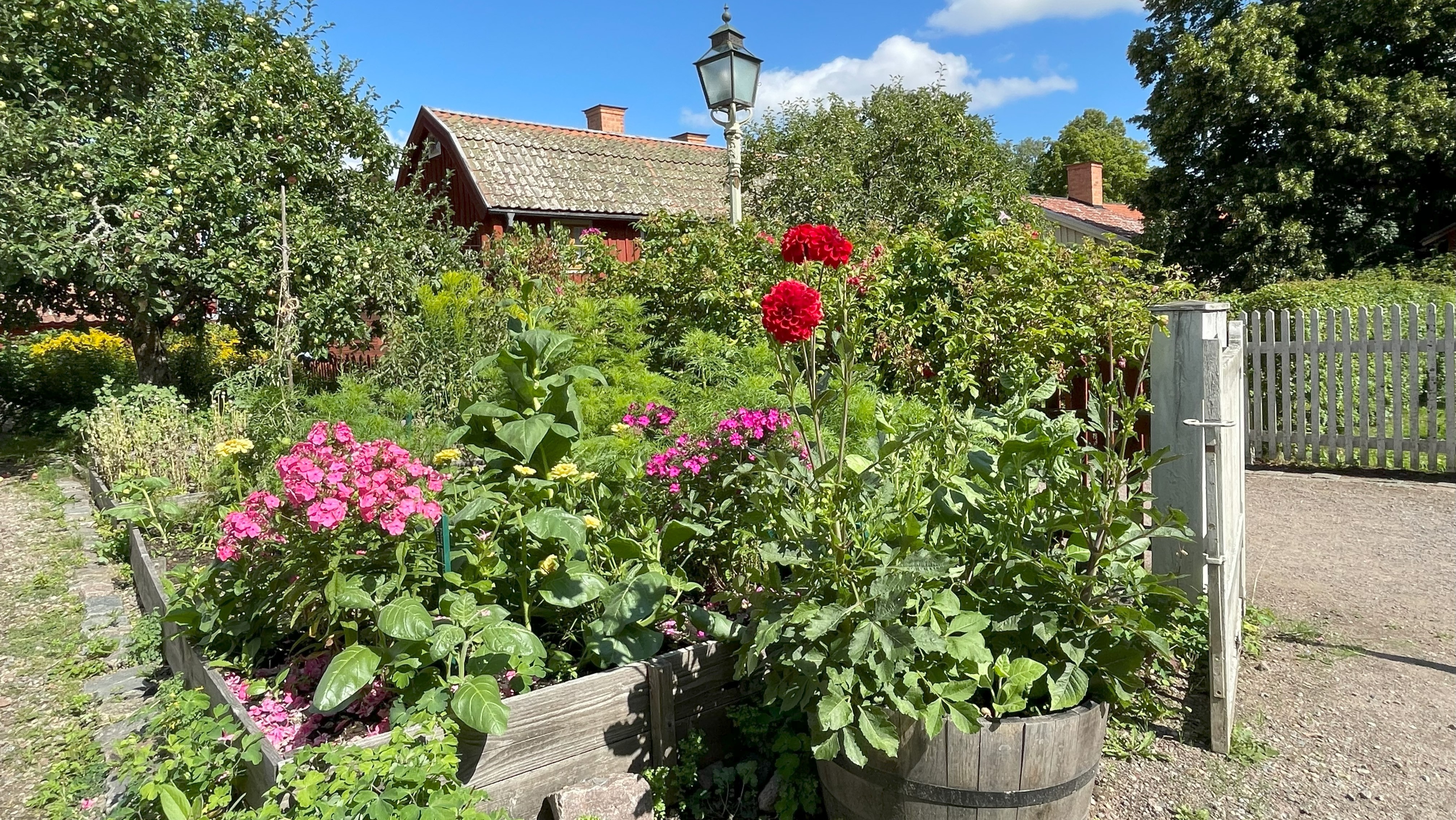 I en rabatt omgiven av träkant blommar röda dahlior och rosa höstflox. Bredvid rabatten är en vit trägrind och i bakgrunden syns ett gammalt rött trähus.  