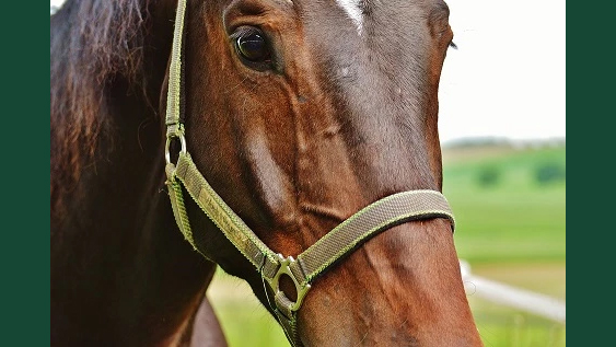 Foto av en brun häst utomhus i gräs.