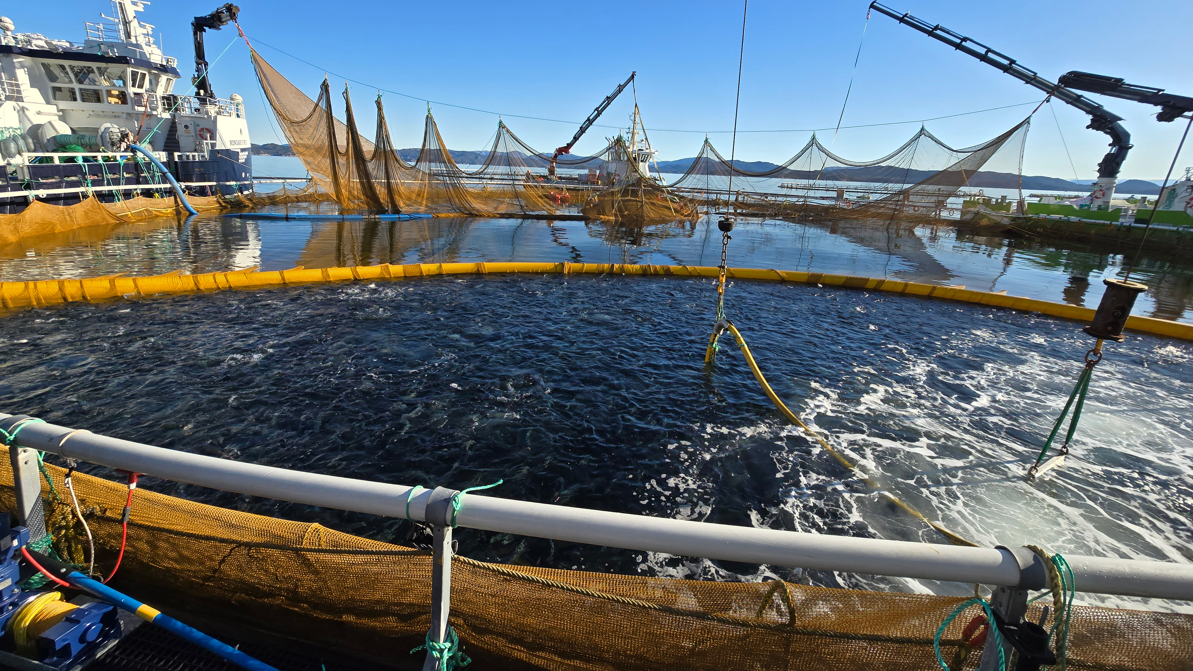 Två fiskebåtar bredvid en stor havskasse med odlad fisk. 