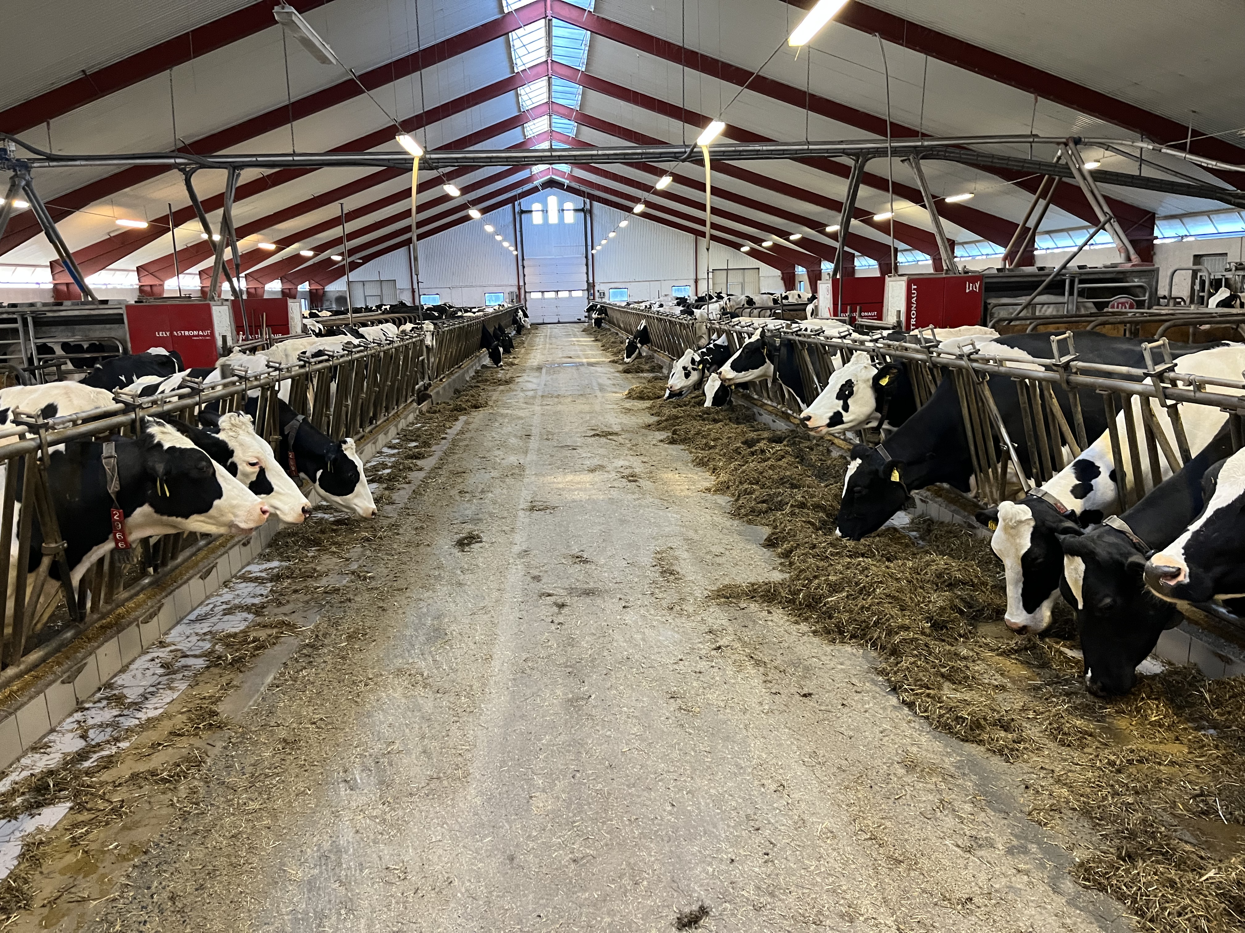 Bild inifrån en ladugård, kor på rad äter grovfoder från mittgången. Foto.