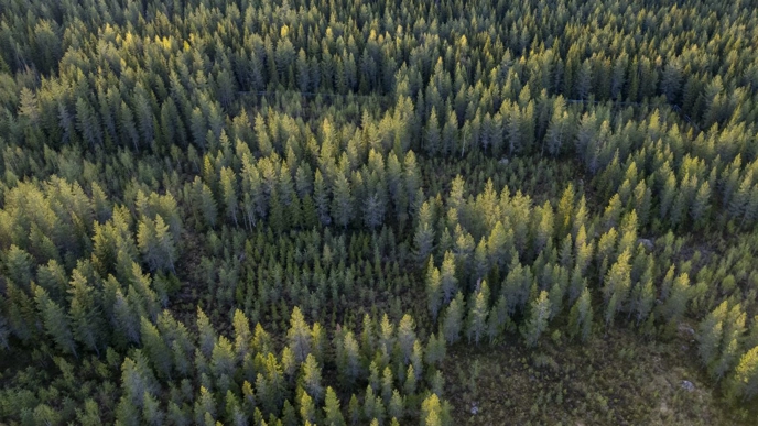 Checkerboard CCF system in Västerbotten. Photo Credit: Andreas Palmén