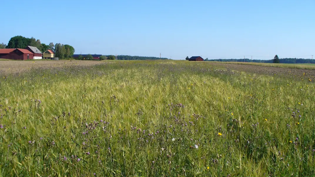 A field with thistles and other weeds in the foreground.