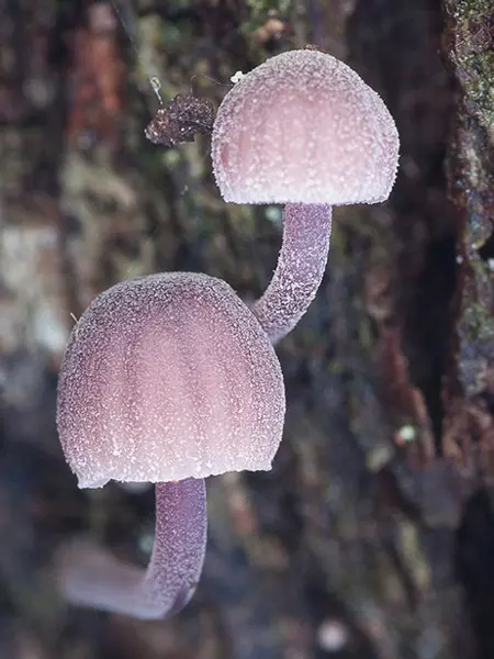 Ljust lilaskiftande svampar växer på bark. Foto