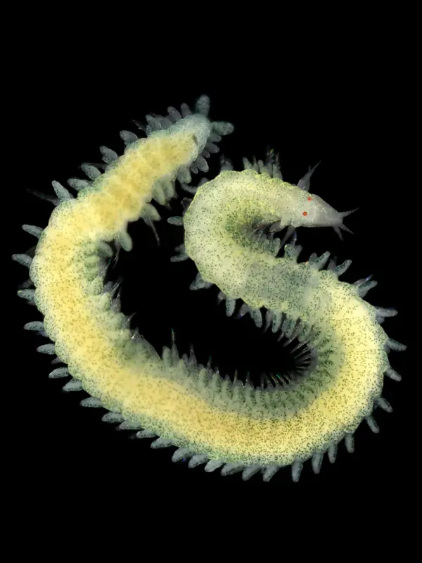 Gulgrön ringmask mot svart bakgrund. Foto