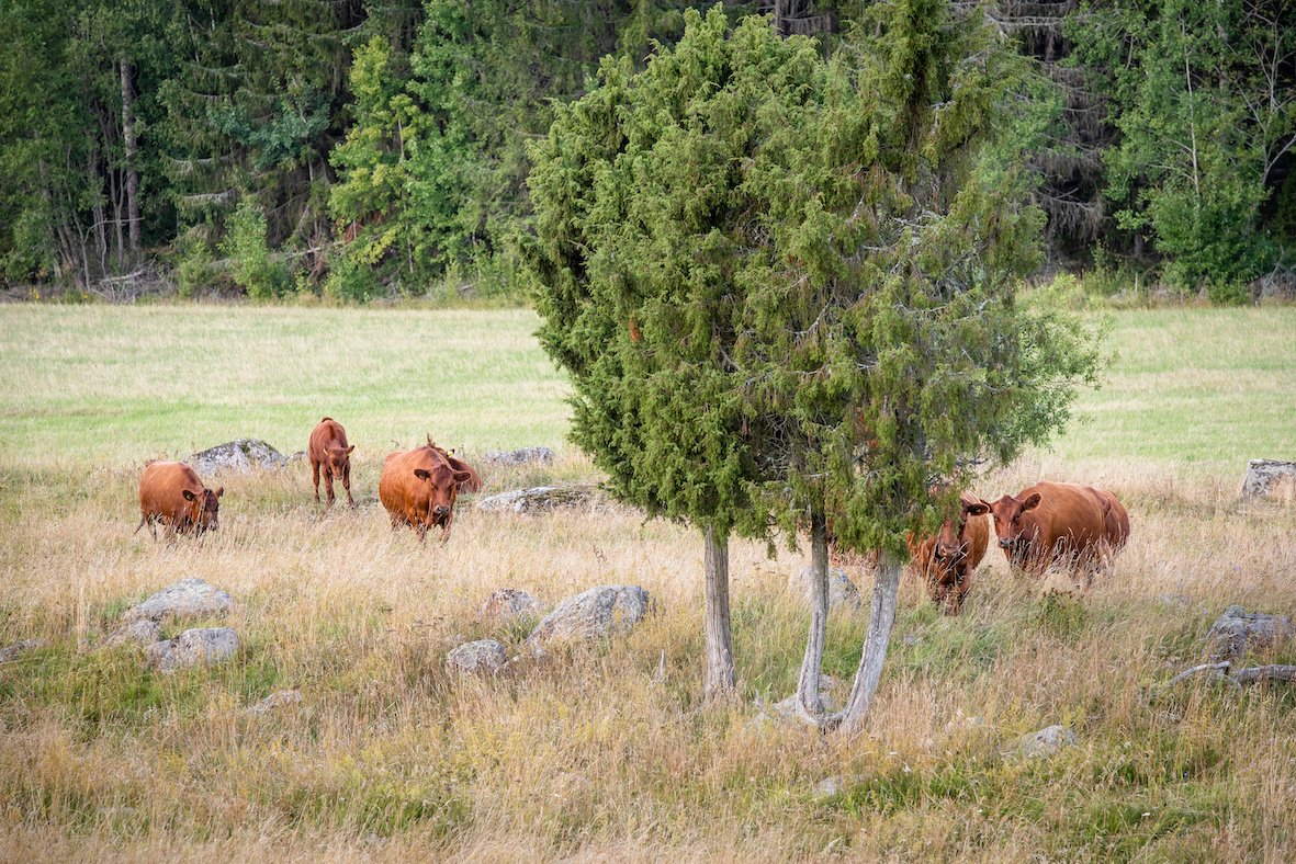 Cows on semi natural pasture