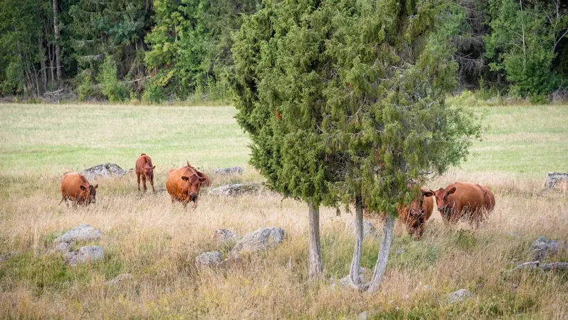 Cows on semi natural pasture