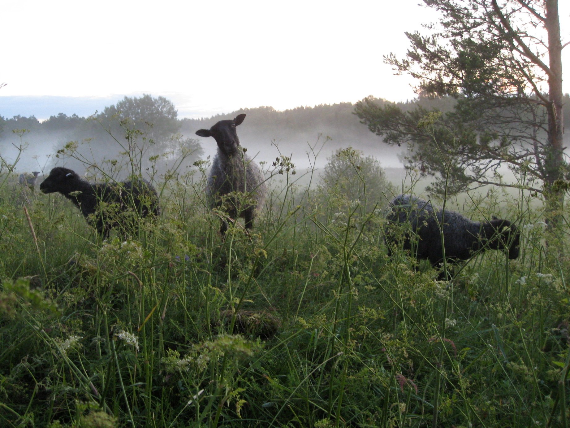 Grazing sheep in the morning mist.