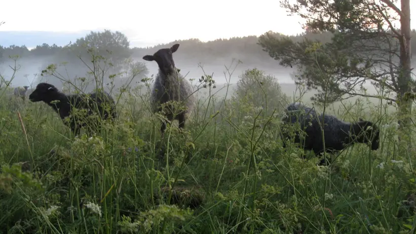 Grazing sheep in the morning mist.