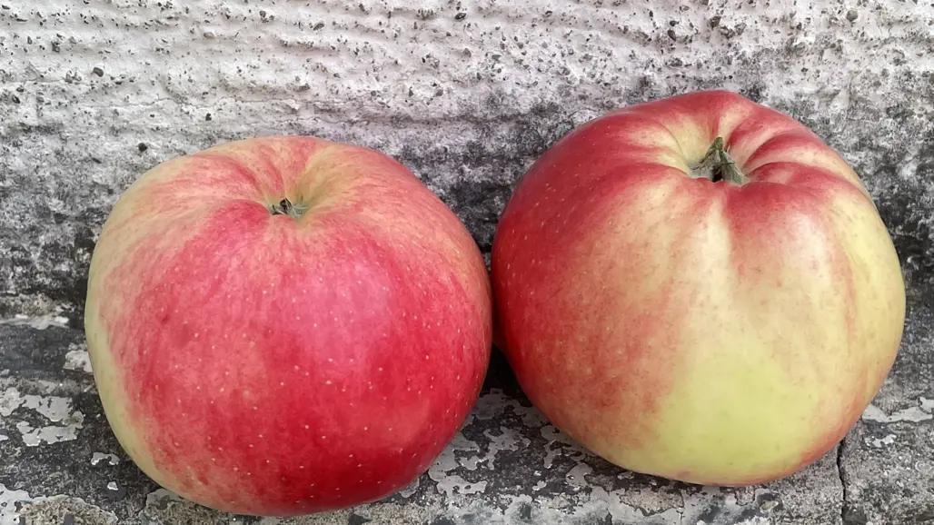Två äpplen av sorten 'Mullsjöäpple' står på en trappa av betong. Äpplena skiftar i rött och gult.