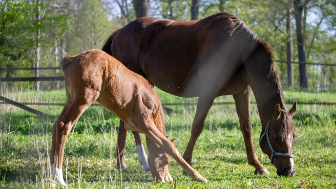 Fuxfärgat SWB-sto betar sida vid sida med sitt föl.