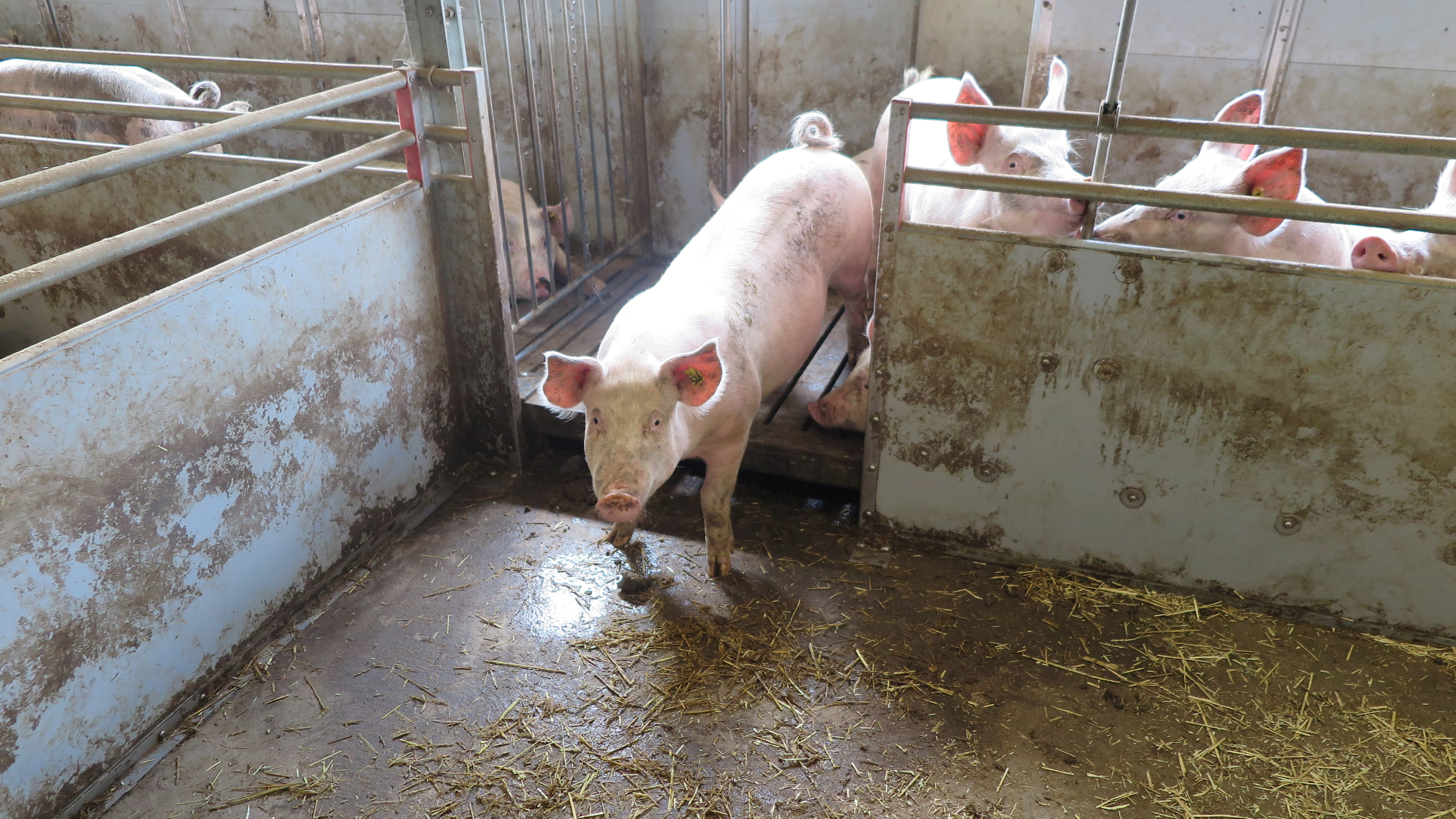 Några grisar i en slaktsvinsbox med separat gödselyta.