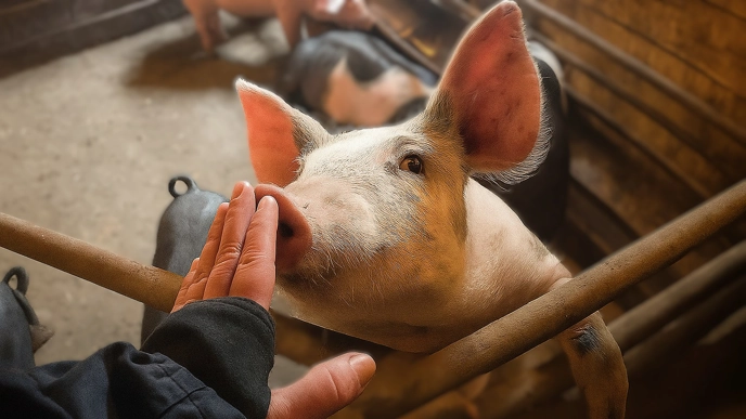 A pig sniffing a hand