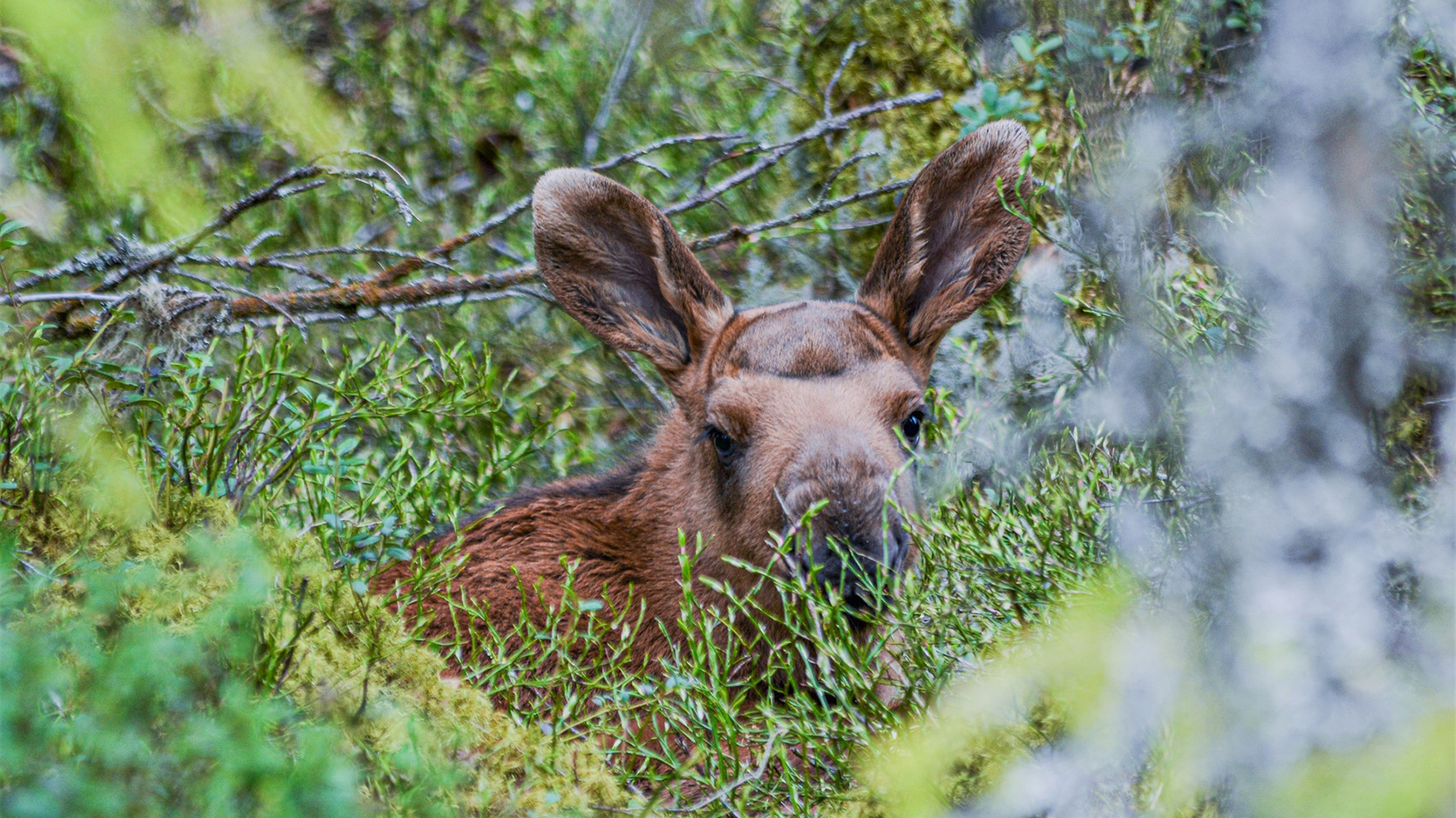 En älgkalv står delvis gömd bland grön vegetation i skogen och tittar fram mellan grenarna.