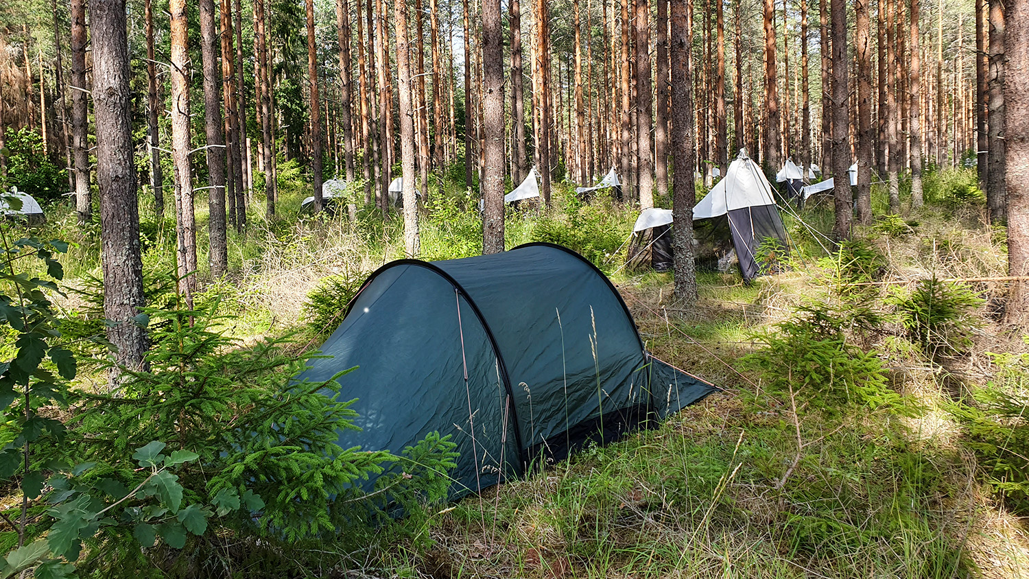 Tält och tältliknande insektsfällor bland trädstammarna.