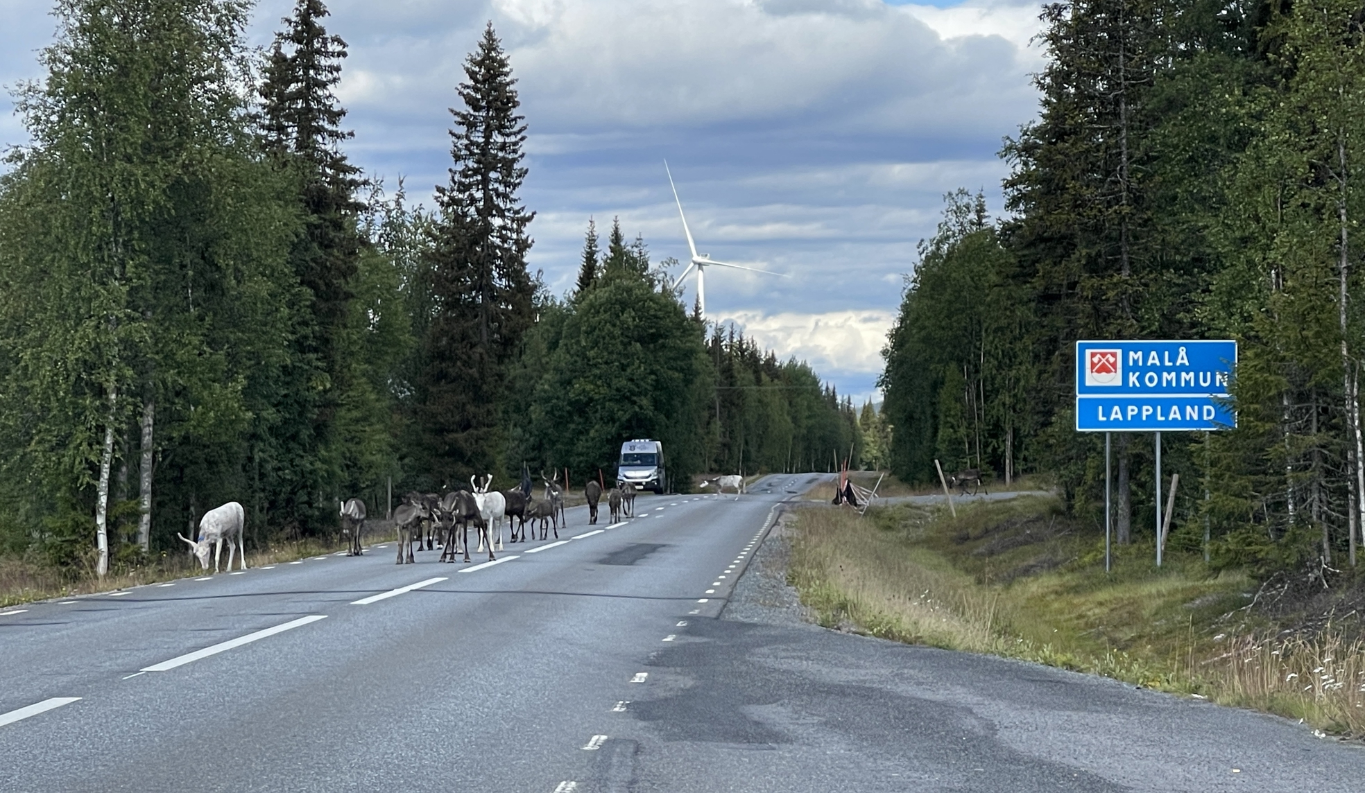 renar på bilväg