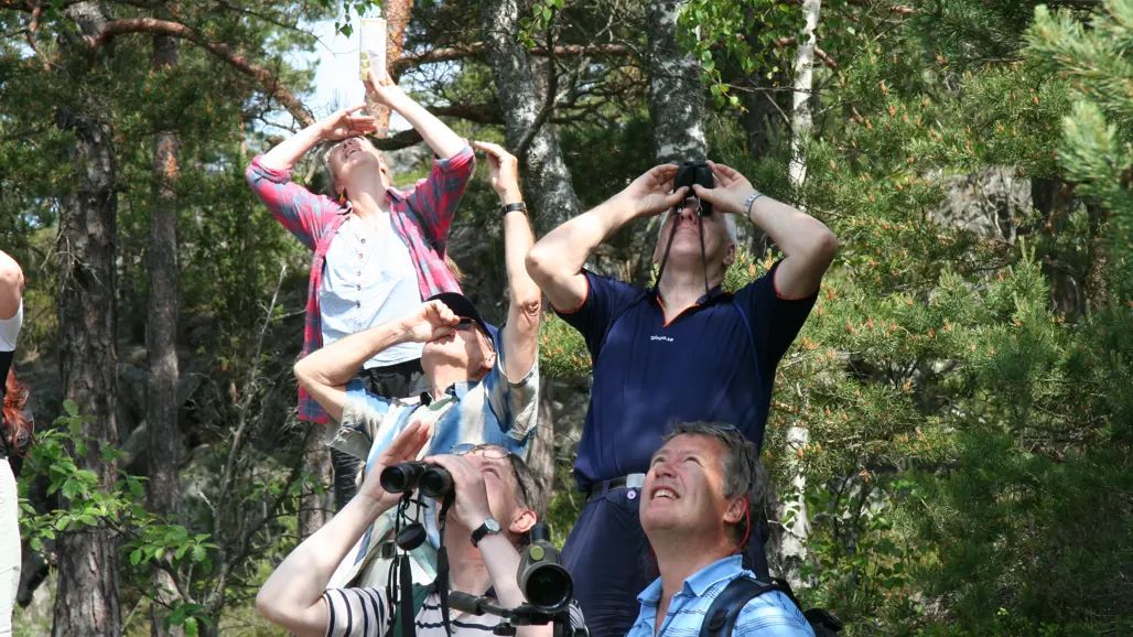 Fyra personer spanar upp i luften