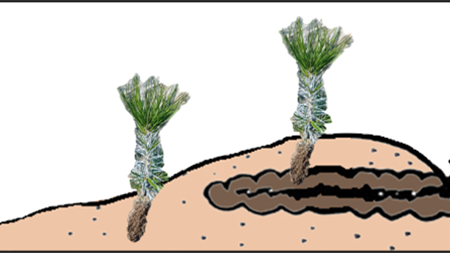 Illustration av tallplantor i planteringspositioner till följd av mekanisk markberedning. Tre plantor visas ovanpå skissad jord med en rot som sträcker sig inåt. Till vänster är en planta planterad i vanlig mineraljord, i mitten på en övertäckt hög som innehåller ett brunfärgat humuslager, och till höger på icke-preparerad jord som är täckt av ett brunt humuslager.