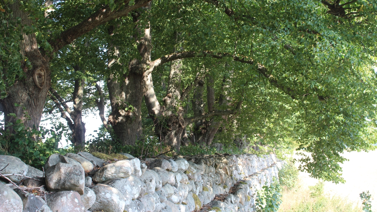 Foto av Grönt kulturarv®s parklinden 'Övedskloster'. Fotot visar en trädrad av parklindar med en stengärdesgård framför. Trädraden och gärdesgården sträcker sig från vänster nedre hörn av fotot och bortåt. Lindarna är flerstammiga och de fullt grönskande grenarna sträcker sig lång över gärdesgården som ett valv. Intill stammarna syns rotskott med blad som sticker upp och nedanför stengärdesgården syns ett starkt solbelyst fält.
